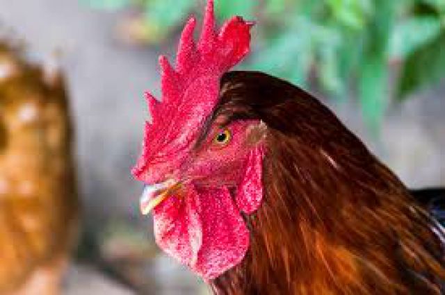 PERANAN PETERNAKAN AYAM KUB KAMPUNG UNGGULAN BALITBANGTAN TERHADAP PENDAPATAN MASYARAKAT