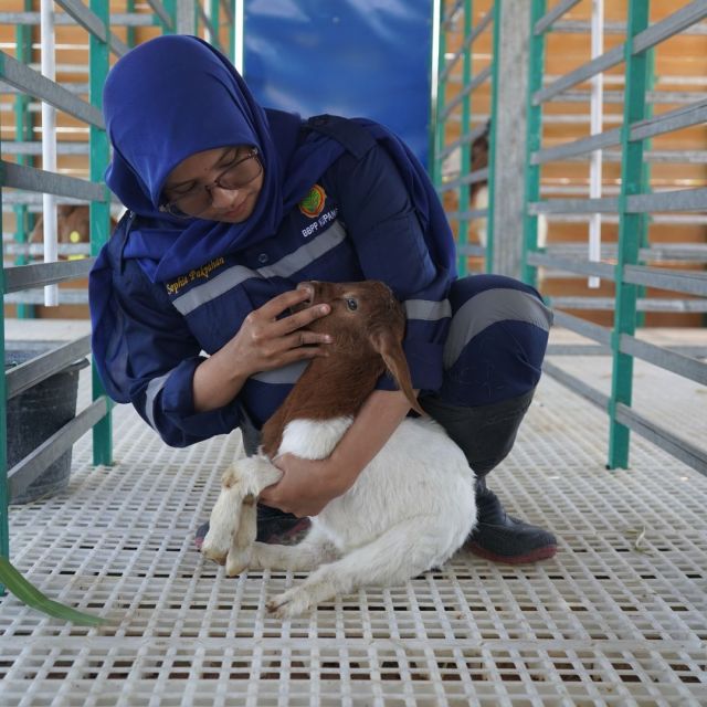 Pengecekan Kesehatan Ternak Kambing